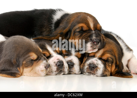 pile of puppies - litter of basset hound puppies - 3 weeks old  Stock Photo