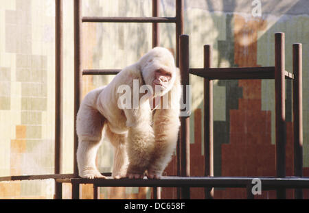 Copito de nieve, gorila albino. Zoológico de Barcelona Stock Photo - Alamy