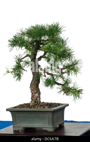 White isolated little larch (Larix decidua) as bonsai tree Stock Photo