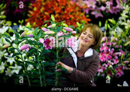 Preparations for the Harrogate Autumn Flower Show , Yorkshire 2012 , which will run from 14-16 September Stock Photo