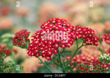 Achillea millefolium 'Red Velvet'. Yarrow growing in the garden. Stock Photo