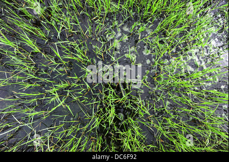 Flooded grass Stock Photo
