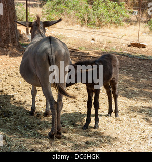 Donkeys in Nature Park Sutivan on Brač island, Croatia Stock Photo
