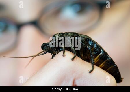 Explosive Cockroach A large Hissing Cockroach sits on the finger of researcher Tina Gasch ...