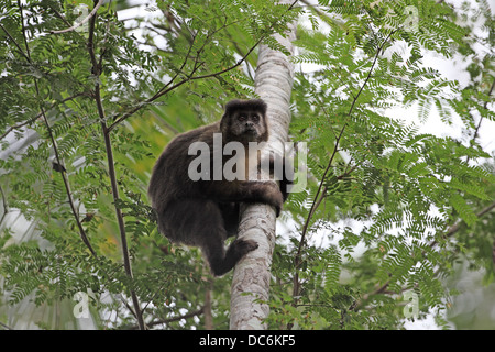 Black Capuchin, Sapajus nigritus Stock Photo