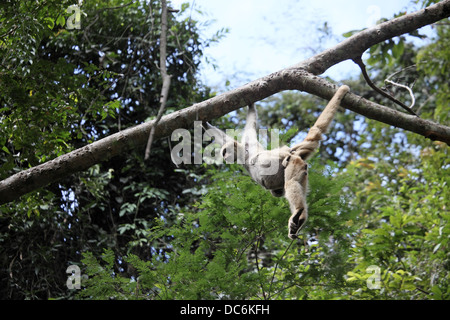 Northern Muriqui, Brachyteles hypoxanthus, female with young swinging through forest Stock Photo
