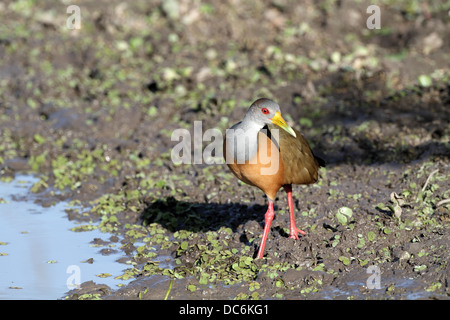 Grey-necked Wood-Rail, Aramides cajanea Stock Photo