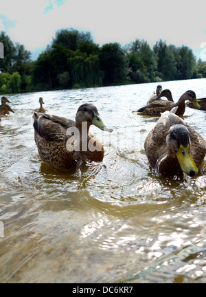 Mallard ducks anas platyrhynchos on Duck Pond Stock Photo