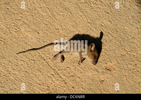 Young dead rat lying on the ground Stock Photo