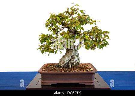 Korean hornbeam (Carpinus coreana) as bonsai tree Stock Photo