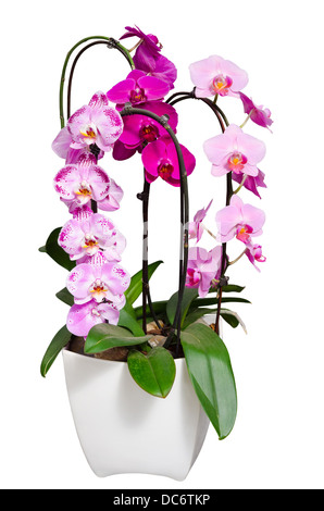 Living purple and violet orchids flowers in white flowerpot isolated Stock Photo