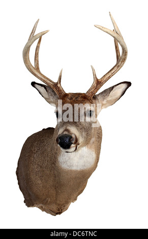 A mature white tailed buck isolated on a white background. Stock Photo