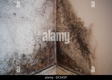 Mould on an interior room wall in a house England UK Stock Photo