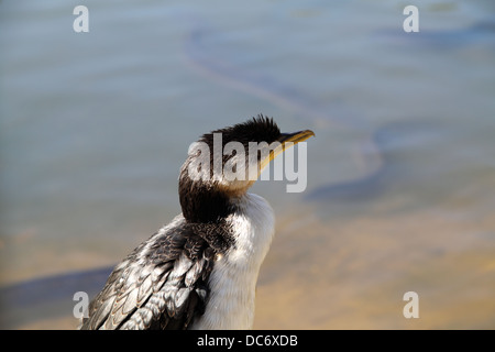 Little Pied Cormorant (Phalacrocorax Melanoleucos) Stock Photo