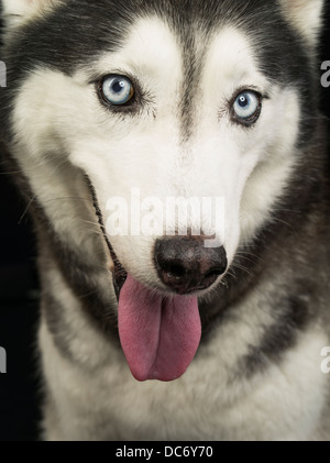 Siberian husky dog blue eyes tongue on black background portrait Stock Photo