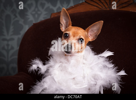 Toy fox terrier wrapped in a feather boa in a studio portrait. Stock Photo