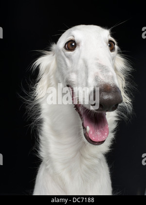White Borzoi  / Russian wolfhound breed of domestic dog from Russia / Belarus Stock Photo