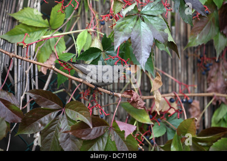 Black Redstart, Phoenicurus ochruros, female eating a berry Stock Photo