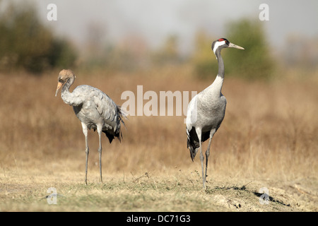 Common Crane, Grus grus, Adult with young Stock Photo