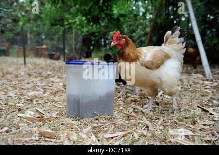 French Maran hen looking at container of cat food biscuits Stock Photo