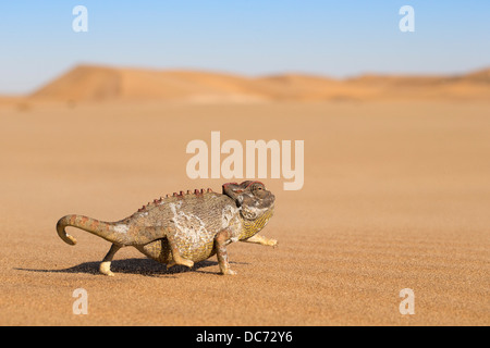 Namaqua chameleon (Chamaeleo namaquensis), Namib Desert, Namibia, April 2013 Stock Photo