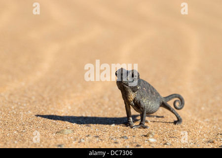 Namaqua chameleon (Chamaeleo namaquensis), Namib Desert, Namibia, April 2013 Stock Photo