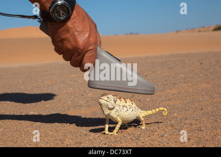 Namaqua chameleon (Chamaeleo namaquensis), being scanned for microchip, part of conservation project, Namib Desert, Namibia Stock Photo