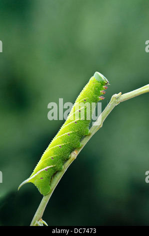 Hawk Moth caterpillar Stock Photo