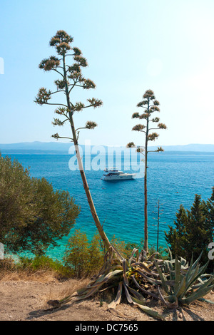 Motorboat seen between blossoming agaves in Murvica village, Croatia Stock Photo