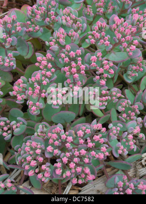 Sedum ewersii var. homophyllum 'Rose Carpet' in Flower Stock Photo