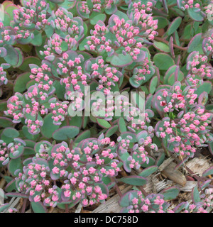 Sedum ewersii var. homophyllum 'Rose Carpet' in Flower Stock Photo
