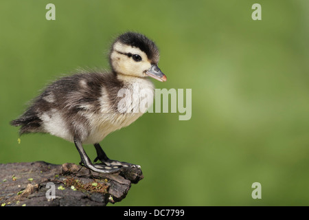 Wood Duck (Aix sponsa) Stock Photo