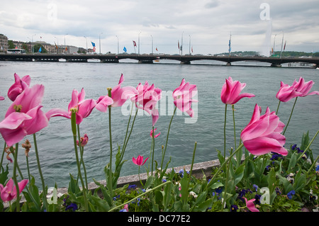 Big, beautiful tulips on the shores of Lake Geneva in rainy day, Switzerland, Europe Stock Photo