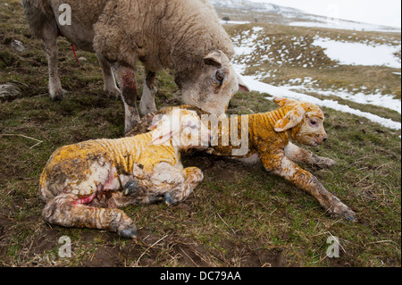 Texel ewe with newborn twin lambs in snowy field. Stock Photo