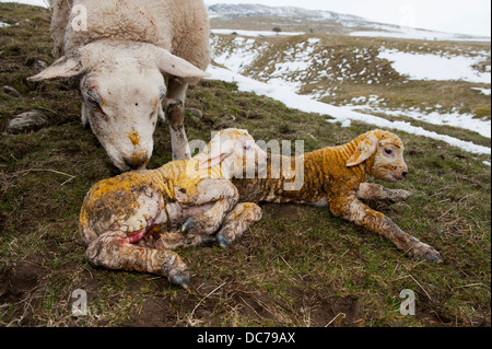 Texel ewe with newborn twin lambs in snowy field. Stock Photo