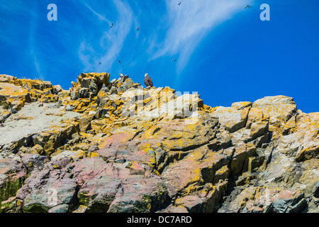 Two bald eagles sit on a ledge high above the ocean while puffins fly high above them in the blue sky near Mobile, Newfoundland. Stock Photo