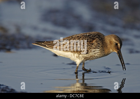 Dunlin (Calidris alpina) Stock Photo