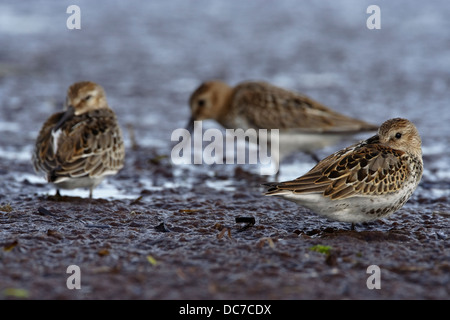 Dunlin (Calidris alpina) Stock Photo