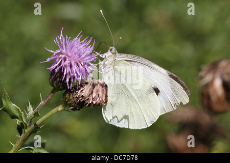 Female Large Cabbage White (Pieris brassicae) foraging on various purple flowers with wings open and closed Stock Photo