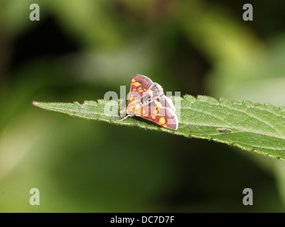Close up of the tiny Mint Moth (Pyrausta aurata) foraging on a variety of flowers and posing with wings spread open (16 images) Stock Photo