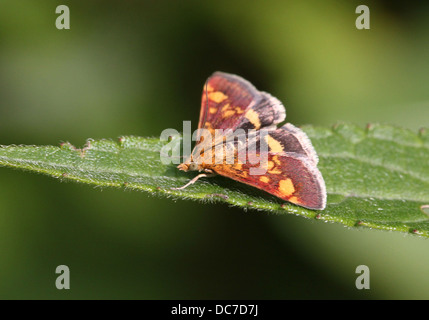 Close up of the tiny Mint Moth (Pyrausta aurata) foraging on a variety of flowers and posing with wings spread open (16 images) Stock Photo