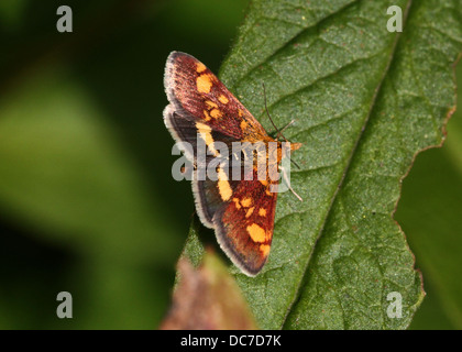 Close up of the tiny Mint Moth (Pyrausta aurata) foraging on a variety of flowers and posing with wings spread open (16 images) Stock Photo