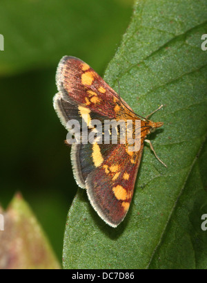 Close up of the tiny Mint Moth (Pyrausta aurata) foraging on a variety of flowers and posing with wings spread open (16 images) Stock Photo