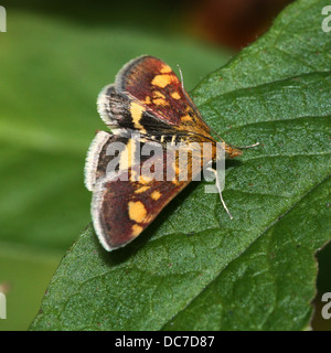 Close up of the tiny Mint Moth (Pyrausta aurata) foraging on a variety of flowers and posing with wings spread open (16 images) Stock Photo
