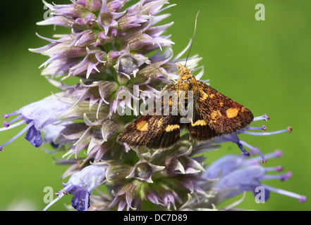 Close up of the tiny Mint Moth (Pyrausta aurata) foraging on a variety of flowers and posing with wings spread open (16 images) Stock Photo