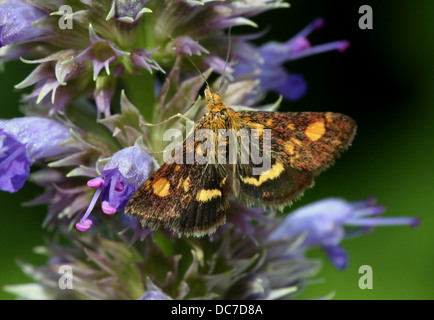 Close up of the tiny Mint Moth (Pyrausta aurata) foraging on a variety of flowers and posing with wings spread open (16 images) Stock Photo