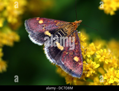 Close up of the tiny Mint Moth (Pyrausta aurata) foraging on a variety of flowers and posing with wings spread open (16 images) Stock Photo