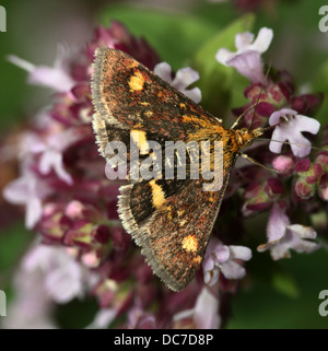 Close up of the tiny Mint Moth (Pyrausta aurata) foraging on a variety of flowers and posing with wings spread open (16 images) Stock Photo