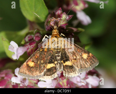 Close up of the tiny Mint Moth (Pyrausta aurata) foraging on a variety of flowers and posing with wings spread open (16 images) Stock Photo