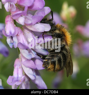 Detailed macro of a Common Carder-bee (Bombus pascuorum), seen feeding on a variety of wild flowers (over 40 images in series) Stock Photo